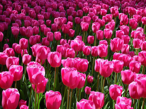 Numerosos tulipas crescer no campo