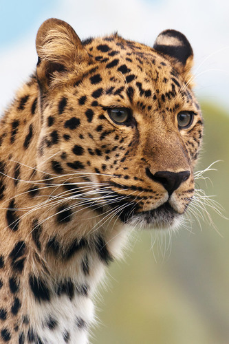 Retrato de cabeza de leopardo
