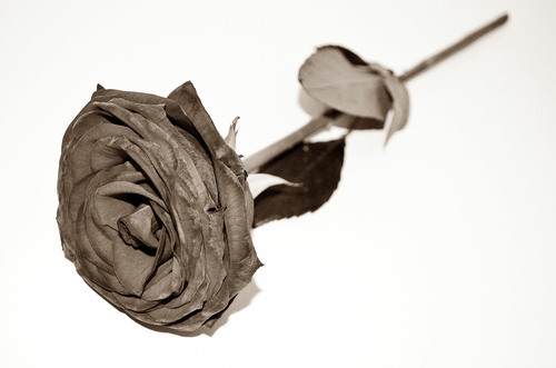 filtered grey rose isolated