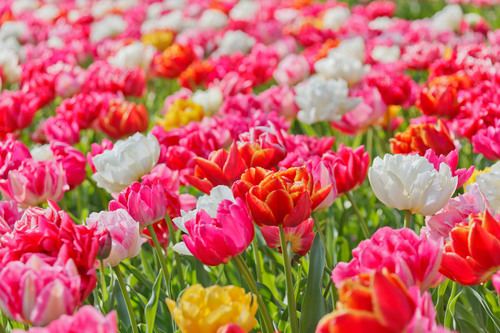 Bright vivid tulips