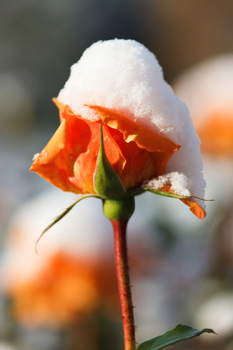 Frozen rose on stalk