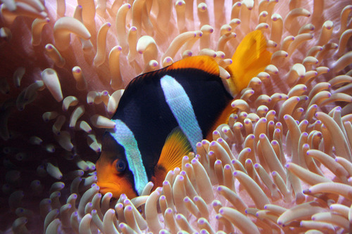 Black-yellow fish underwater