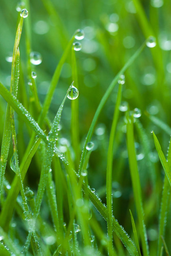 Gotas de agua sobre la hierba