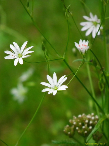 Fleurs blanches dans l’herbe