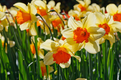 Daffodils blossom on sunlight