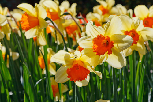 Flor de narcisos en la luz del sol