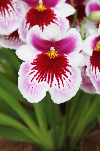 Floración de orquídea