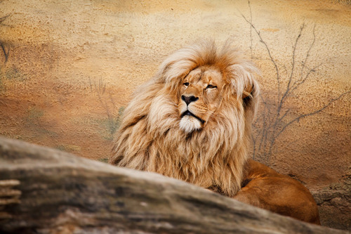 Male lion in natural environment