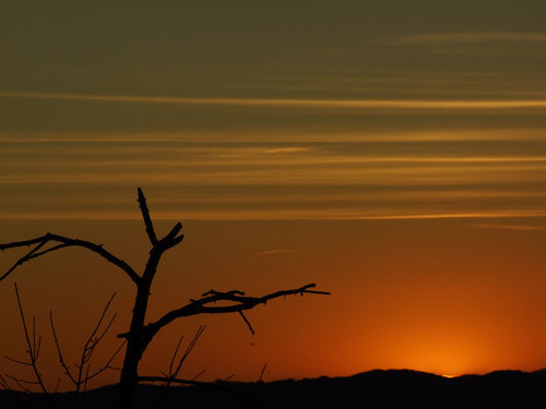 Albero nudo al tramonto