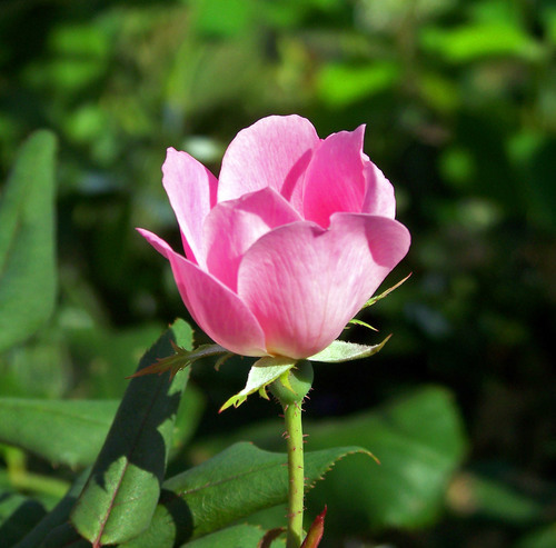 Rose bud on stalk