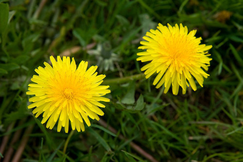 Yellow dandelions