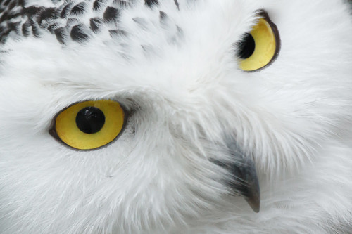 Snowy owl