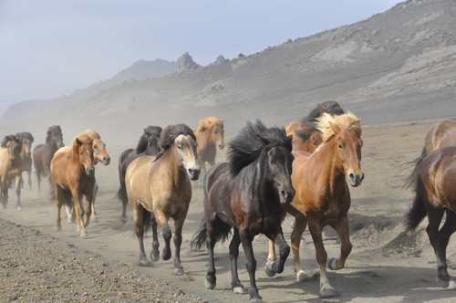 Islandesas cavalos a galope