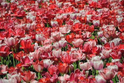 Tulips