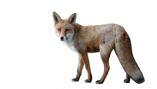 Red fox isolerade