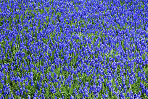 Field of hyacinths in blue