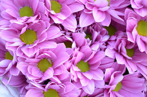 Paarse bloemen 3