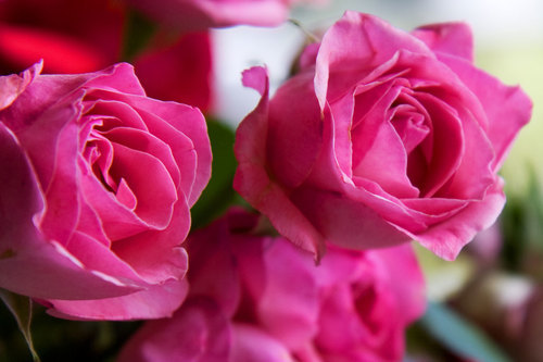 Розовые розы крупным планом