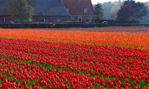 Granja de tulipán en Holanda