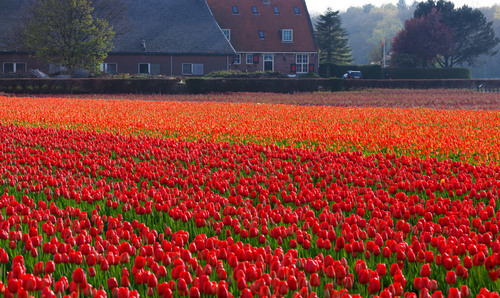 Tulip boerderij in Nederland