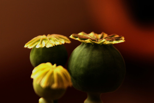 Poppies seed capsule