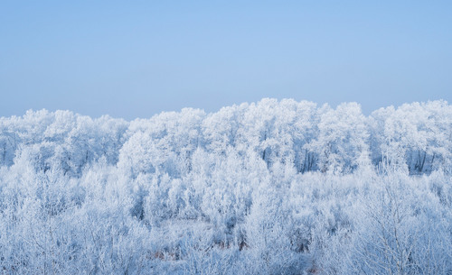 Bos in de winter