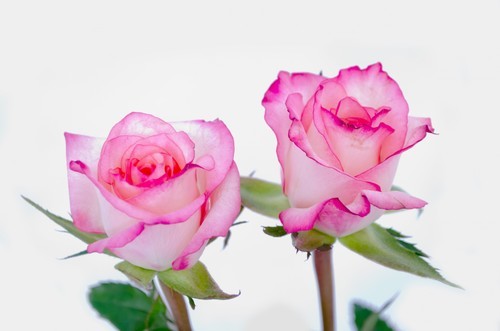 Två rosa rosor isolerade