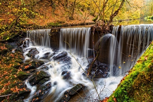 Flusso in una foresta