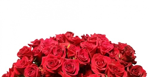 Buquê de rosas vermelhas