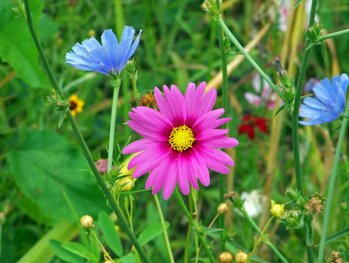 Flores silvestres em cor azul e rosa