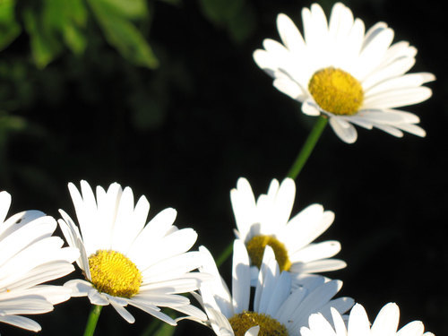 Daisy flowers close up