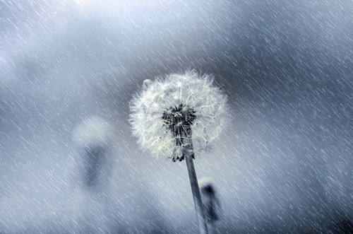 Dandelion in the rain