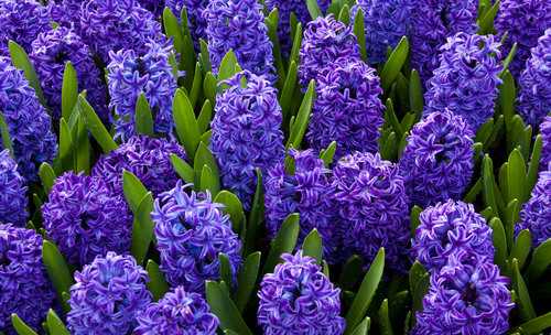Blooming blue hyacinths