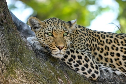 Leopard on a tree