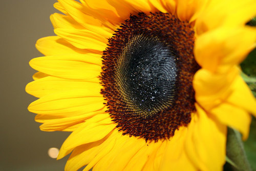 Detailní záběr slunečnice