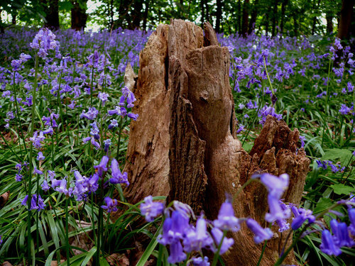 Bluebells around log