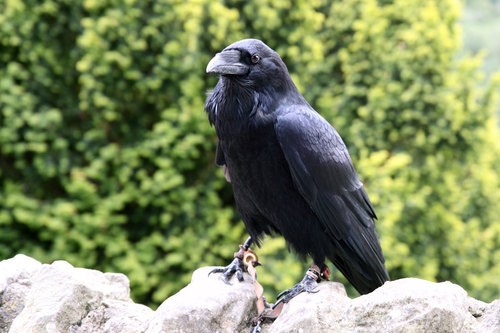 Ringed crow standing on the stones