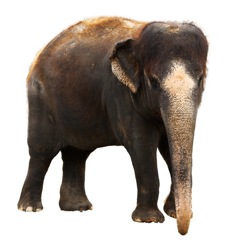 Indian elephant isolated