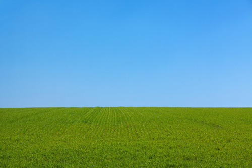 Herbe et ciel bleu