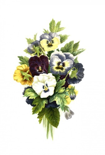 Pansies painting isolated