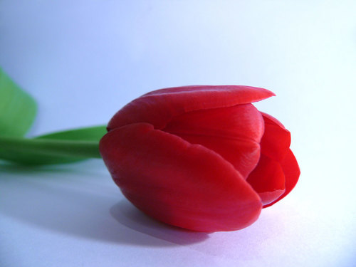 Single tulip laid horizontally
