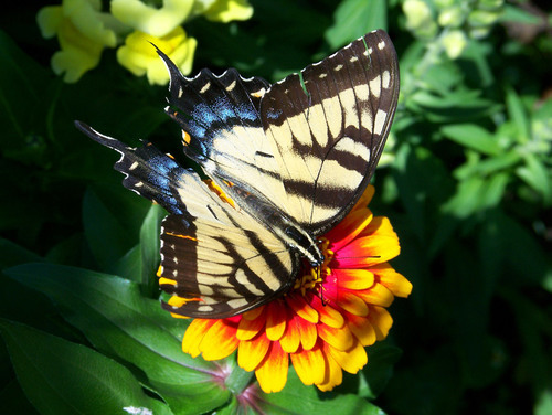 Motýl na květu v přírodě