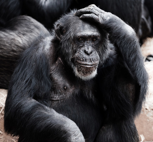 Um chimpanzé grande velho.