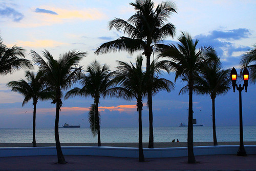 Palmbomen door de Oceaan