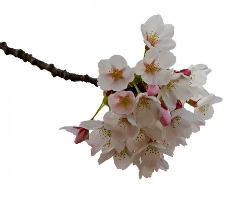 Fiore di ciliegia isolato su priorità bassa bianca