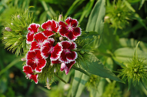Wild Carnation flowers