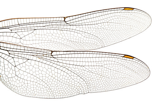 Ali di libellula isolate