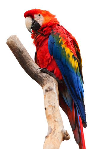 İzole renkli papağan