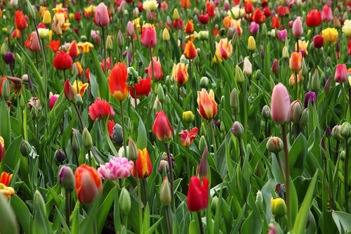 Numerous tulips on farm