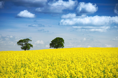 Twee bomen in een veld